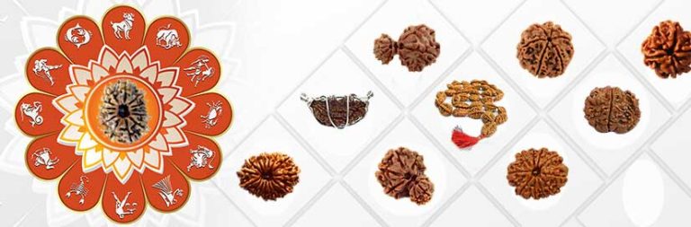 Thirteen Mukhi Rudraksh