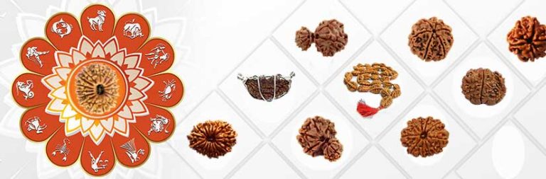 Fifteen Mukhi Rudraksh