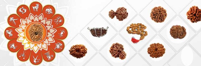 Seventeen Mukhi Rudraksh