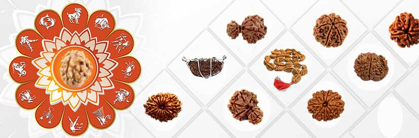 Do Mukhi Rudraksh